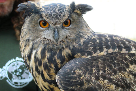 OWL Encounter Photoshoot RETAINER